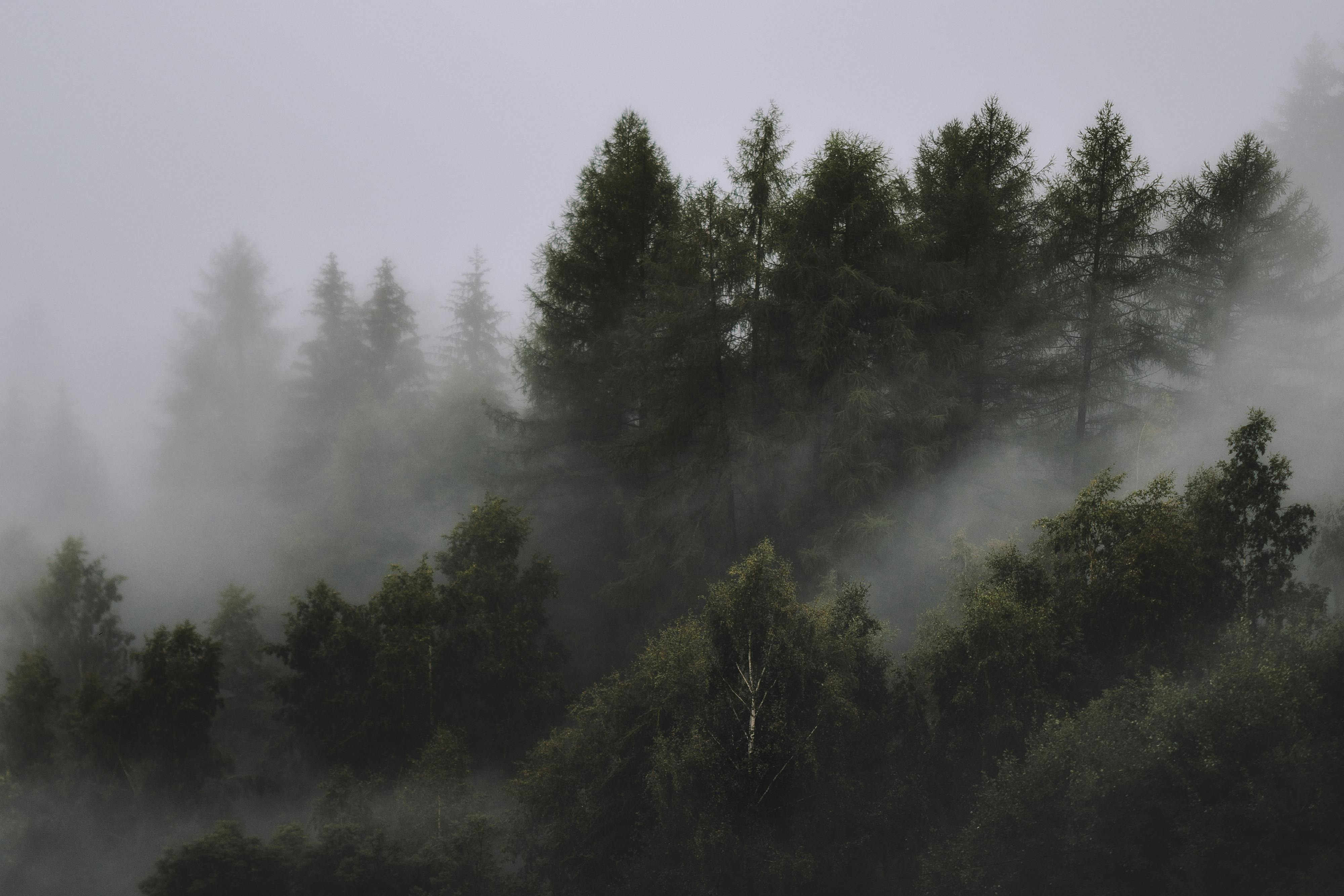 Misty Forest Haven